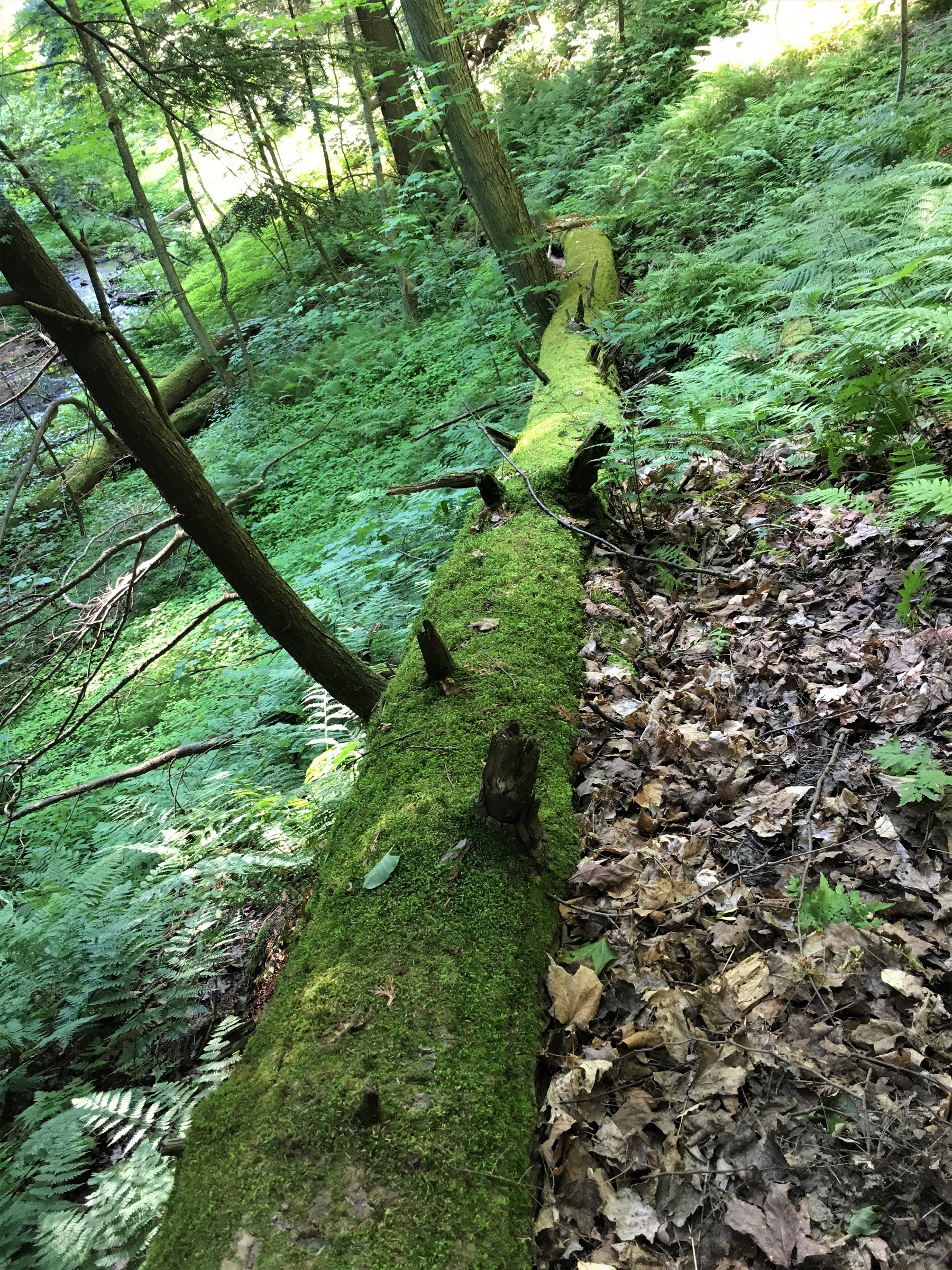 Mossy tree